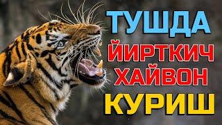 Туш Табири - Тушда Йирткич хайвон куриш