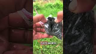 How to Propagate Lime Trees Using Air Layering | No Seeds Needed! 