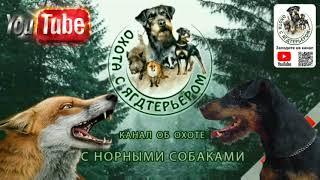 Охота с ягдтерьером, лучшие моменты