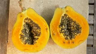 Picking papaya in Kaneohe, Hawaii