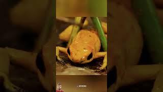 #amazingfacts #tamil #animals #interestingfacts #new #frog #trending #dastan #latest #facts