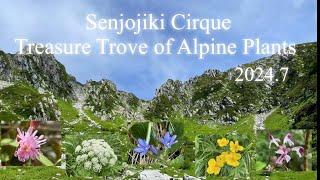 Senjojiki Cirque Treasure of Alpine Plants