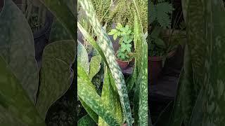 TIGER SNAKE PLANT