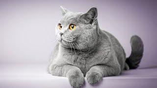 What Is The Best Cat Breed For My Family Home?