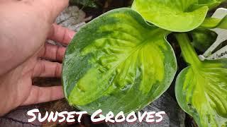 Хоста сорт Sunset Grooves окрас в июне