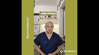 Икота у щенков, возможные причины и лечение #zoovetdoctor