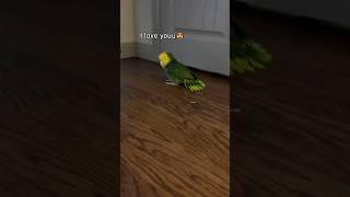 Parrots Imitating Humans! Part 2