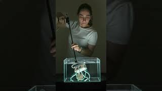 This device grips jellyfish