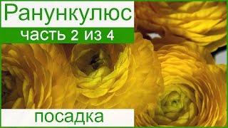  Посадка ранункулюса в саду – как и когда сажать лютик азиатский