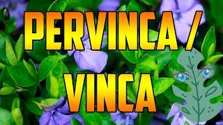 PERVINCA #benefits Vinca minor  ¿PARA QUE SIRVE ? Usos  #plants  #nature VINCA