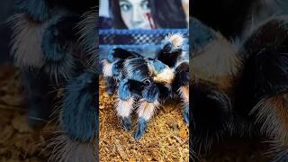 Tarantula  vs cockroach ️ Brachypelma emilia  #shorts #tarantula #spider #cockroach #birdeater