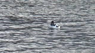 Garrot à oeil d'or/Common goldeneye/Bucephala clangula