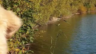 Ein wunderschöner Herbsttag am See 