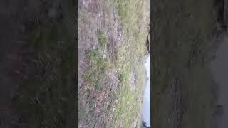 dhamaal film Himachali blogging