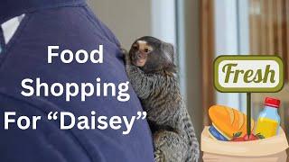 Food for Marmoset Monkey, Some Snacks for Daisey and Me #fingermonkey #marmoset #cutepets