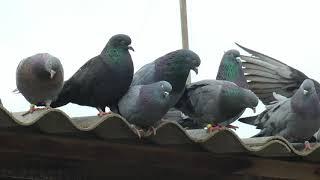 НИКОЛАЕВСКИЕ ГОЛУБИ./pigeons/ БАБОЧКА 2021(часть2) +7(978) 820 81 45