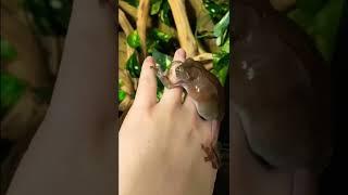 My white’s tree frog tries to eat me (many times lol)