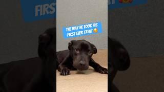 Skinny shelter dog get his First Ever treat  #adoptme #pitbulls #labrador