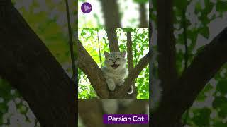 Discovering the Elegance and Grace of the Persian Cat  