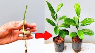 Jackfruit grafting technique | how to graft jackfruit tree from seed | Stone Grafting