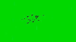 birds flying video bird png video