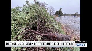 Ky. Fish & Wildlife collecting real Christmas trees to improve fish habitats