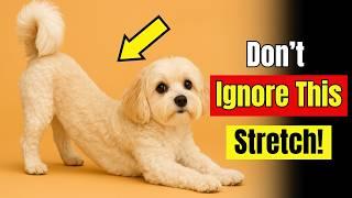 Dog Stretch When You Come Home? — Here’s What It Means!