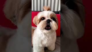 shihtzu Dog Barking| ShihTzu barking #dogs #shihtzupuppies