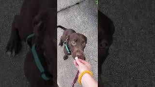 Adopt Adorable Shammy!