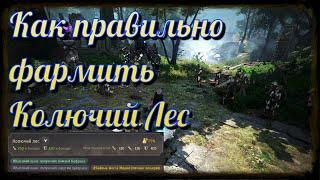 Black Desert / BD: Как фармить правильно Колючий Лес