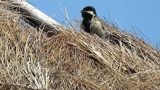 Grey Tit, Melaniparus afer arens, Sani Pass, Lesotho, 24 Nov 2022