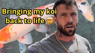 How to resuscitate a koi - bringing a fish back to life!
