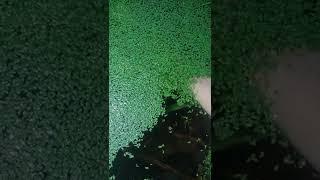 This is why you should NOT use duckweed in your aquarium