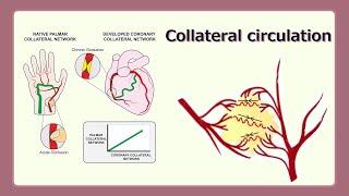 collateral circulation