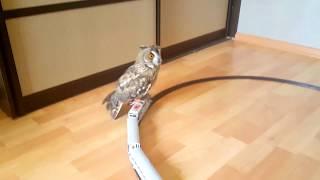 Сова катается на поезде | Owl is traveling by train