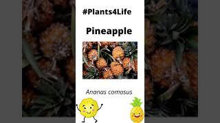 Ananas Comosus Uncovered: Pineapple Facts & Tasty Treats!