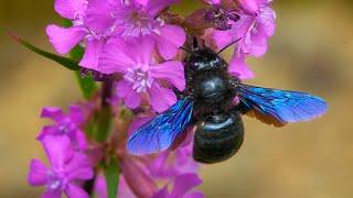 A Gentle Giant in Your Garden ~ Violet Carpenter Bee (Xylocopa violacea)