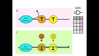 How do I build an AND gate in a biological arithmetic logic unit?