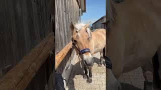 #fjordhorse #fjordhorse #equestrianlife #equestrianvibes #equestrianrider #gaiters #horse #horse