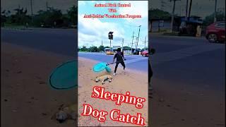 Sleeping Dog Catch Main Road ️#dog #ytviral #streetdogplanet44 #catch #shorts
