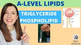 TRIGLYCERIDE and PHOSPHOLIPID structure and function for A-level Biology. Includes EMULSION test.