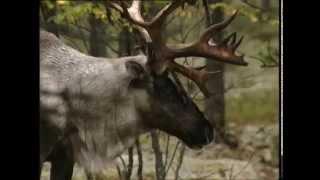 Лесной северный олень, Wild Forest Reindeer (RUS)