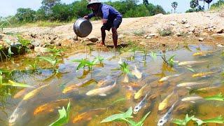 wow amazing! today catching beautiful fish a lots and nice japan koi fish catch to raising