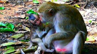 The ' baby ' is really under pressure from the monkey...! Angkor MK