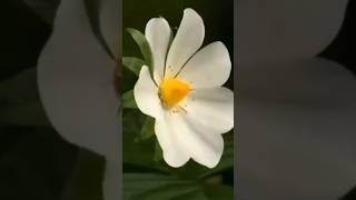 Amazing Giant Flower Farm agriculture