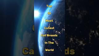 Top 10 Most Cutest Cat Breeds #top10facts #top10videos #top10vision #top10 #mostcutestcatbreeds