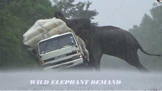 The elephant tried to overturn a lorry carrying paddy during the heavy rain.@ELEPHANTSRILANKA