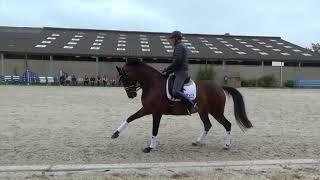 Suave SVB (Sorento x Roman Nature) - 23/08/18 @ Stoeterij Prince Bosch