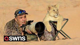 Watch the moment a cute lion cub assists a photojournalist with his photography | SWNS