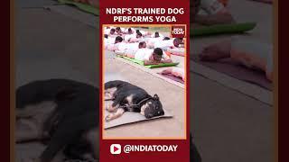 #internationalyogaday NDRF's Trained Dog Performs Yoga With Team In Udhampur, J&K #ndrfdog #shorts
